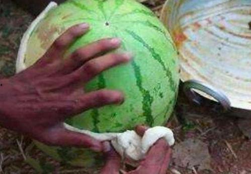 吃瓤的瓜和吃皮的瓜,品味瓤与皮的独特风味