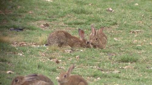 51吃瓜野餐兔,一场欢乐的夏日盛宴