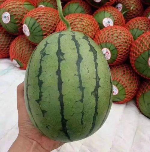 困了吃瓜的图片,困了吃瓜的奇幻之旅