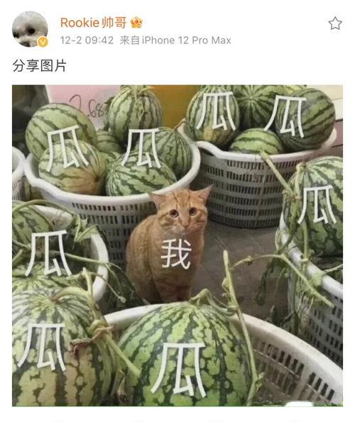 发吃瓜,揭秘明星背后的故事