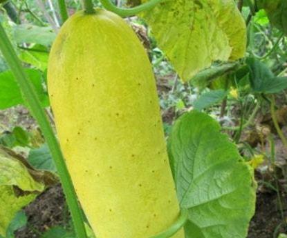 老瓜做吃的,探索传统食材的创意烹饪之旅