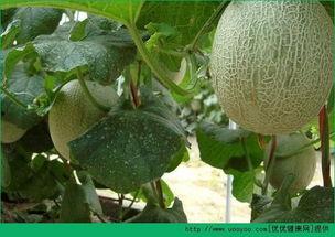 吃哈密瓜会不会导致失眠,揭秘吃哈密瓜与失眠的关系