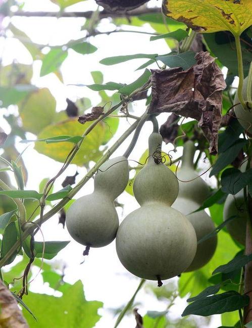 葫芦瓢瓜怎样吃,探索美味新境界