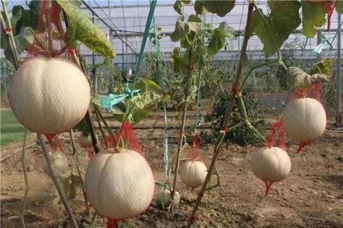 娱瓜吃瓜乐,揭秘娱乐圈那些不为人知的幕后故事