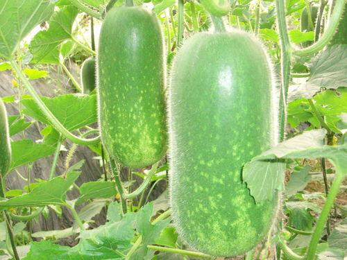 吃瓜的插图,吃瓜群众视角下的趣味瞬间