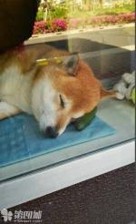 小狗围观吃瓜图片,小狗吃瓜现场，欢乐满满