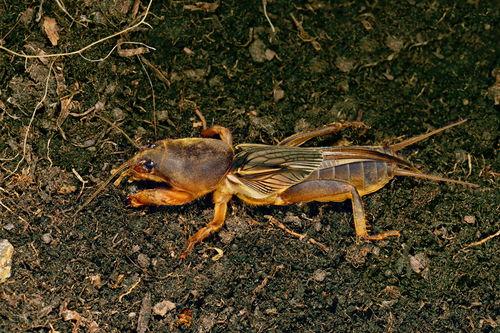 蟋蟀梦幻西游吃瓜,吃瓜群众眼中的奇幻冒险