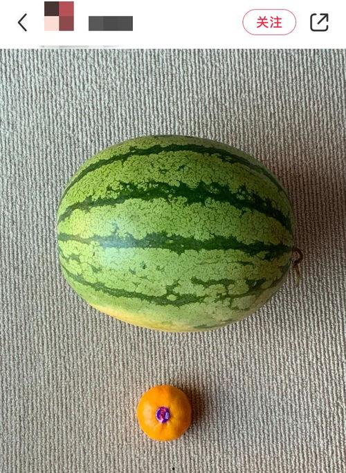 吃瓜就要吃全瓜吗为什么,揭秘“吃瓜就要吃全瓜”背后的饮食哲学