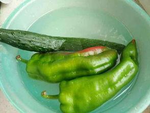 吃瓜皱皮鸡,揭秘神秘鸡种背后的故事