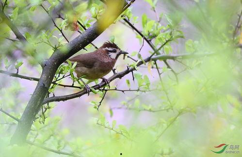 吃瓜小白鸟,揭秘娱乐圈幕后故事