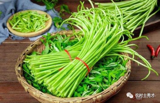 黑心蒿瓜可以吃吗,探究其食用安全与营养价值