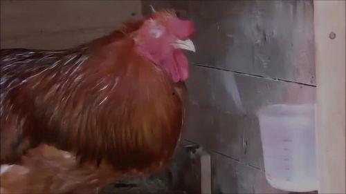 公鸡吃瓜的视频,公鸡大快朵颐，吃瓜视频走红网络