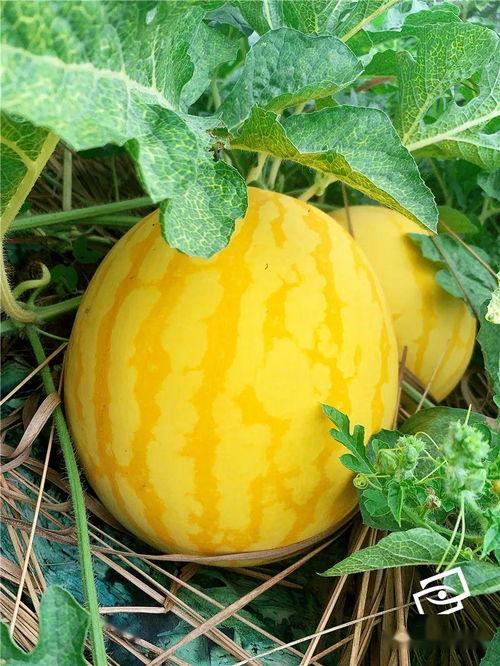 第一吃瓜,揭秘娱乐圈幕后真相