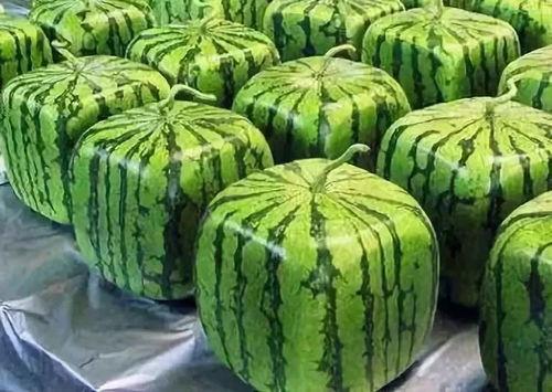 吃瓜怎么理解,揭秘“吃瓜群众”背后的社会现象与心理解读