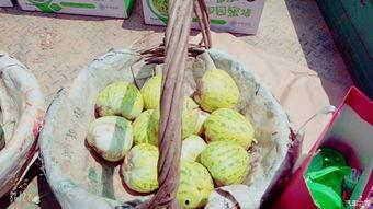 咖波吃瓜,揭秘娱乐圈幕后故事