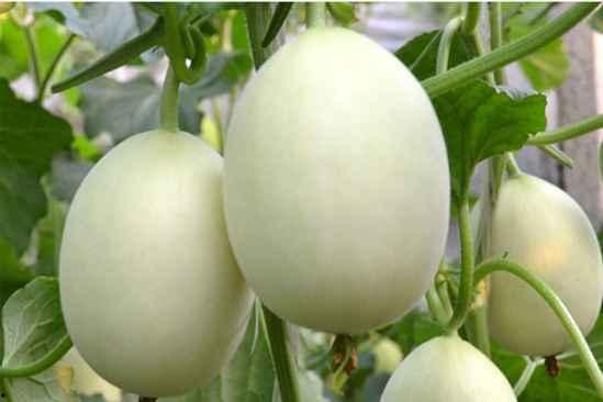 吃瓜不吐香瓜,揭秘瓜界那些不为人知的秘密