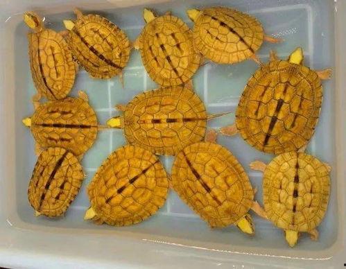 盲盒界吃瓜,揭秘吃瓜群众的狂欢与争议