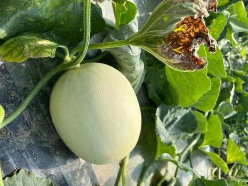 甜蜜瓜可以吃吗,美味可口的天然甜品，你敢尝试吗？