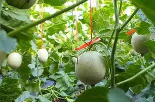 早晨吃网纹瓜,晨光中品味网纹瓜的清新滋味