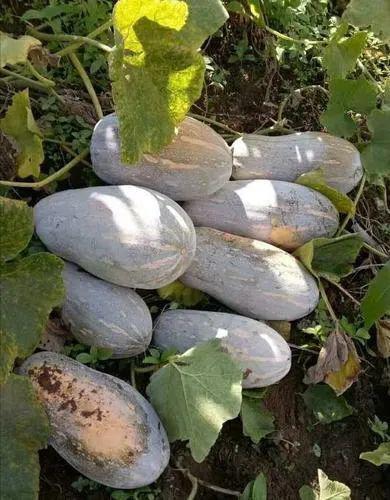 吃瓜环县,揭秘当地特色美食与风土人情