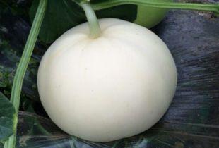 梨瓜囊可以吃吗