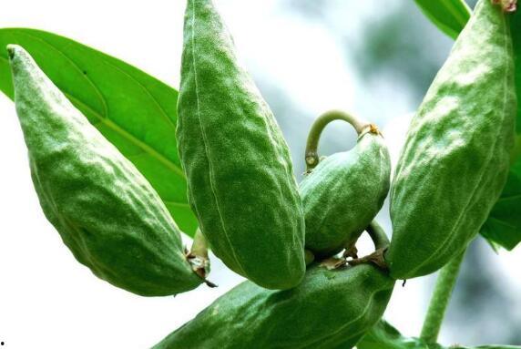 孕期吃角瓜好处,孕期吃角瓜的五大益处