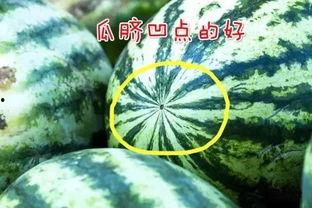 吃瓜的心机,揭秘幕后真相