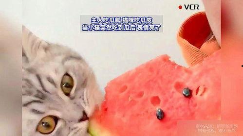 猫咪吃瓜会怎样,揭秘瓜果对猫咪的影响与注意事项