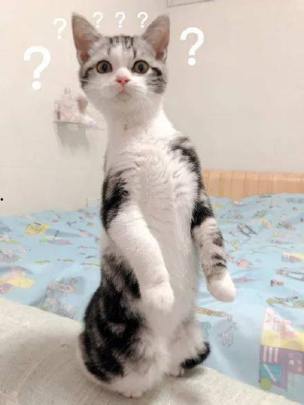 猫咪特效吃瓜,揭秘宠物界的“网红美食”现象