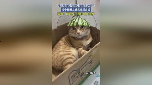拿小猫娃娃吃瓜,小猫娃娃与吃瓜奇遇记