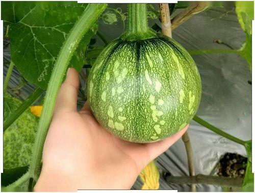 河南财经吃瓜视频,揭秘财经圈那些不为人知的幕后故事