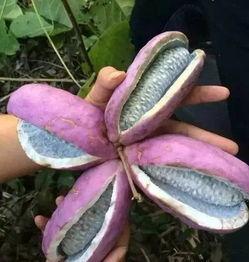 吃瓜八月瓜,夏日消暑的天然美味