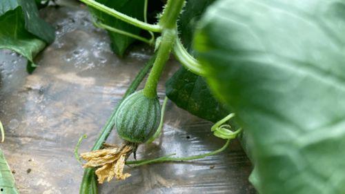 吃自己种植的瓜,我的田园种植记