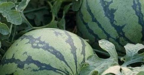 不凡吃瓜,揭秘娱乐圈幕后故事