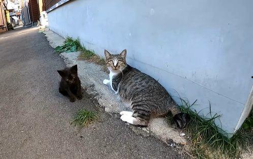 吃瓜小狸猫,揭秘娱乐圈的幕后故事