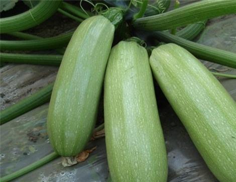 瓜腾尖可以吃吗