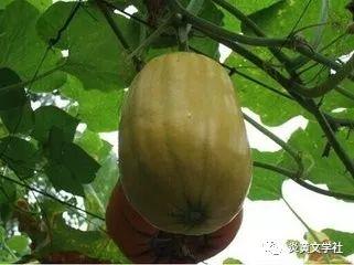 搅瓜搅着吃,搅瓜搅着吃的独特风味体验