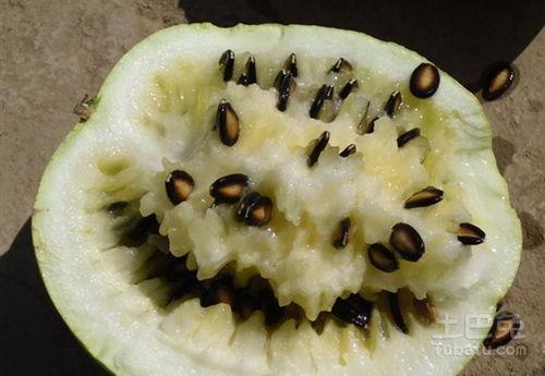 吃白籽瓜的好处,健康生活的绿色选择