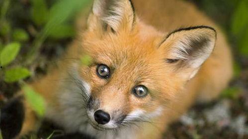 大残狐狸吃瓜,揭秘娱乐圈幕后风云