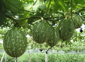 吃瓜相册照片,吃瓜相册里的趣味瞬间