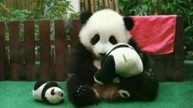 秃崽子吃瓜视频,揭秘娱乐圈幕后真相