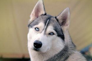 吃瓜看封印哈士奇,哈士奇吃瓜看世界