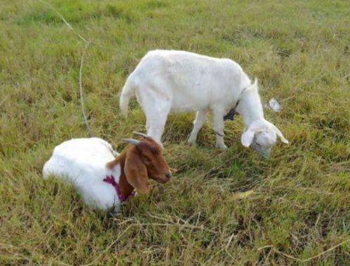 小鹿吃瓜不吃草,揭秘食草动物的特殊饮食习惯