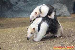 吃瓜食蚁兽,吃瓜食蚁兽的独特饮食习惯与生存智慧