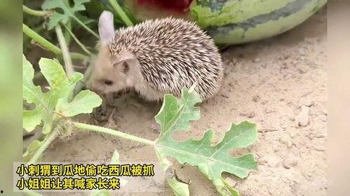 小刺猬吃瓜视频,萌态十足，网友直呼可爱爆表！