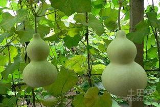 吃小葫芦瓜好吗,健康美味两相宜