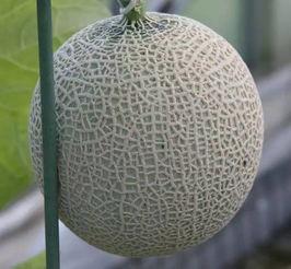 汉朝贵族吃瓜,贵族宴席上的瓜果盛宴