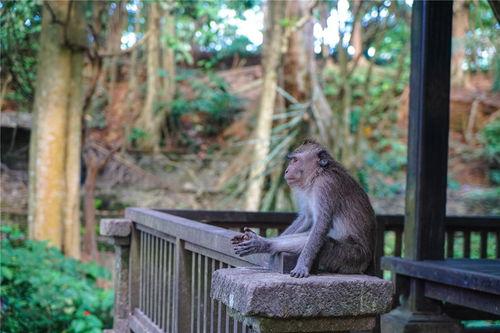 糜鹿吃瓜日记,趣味盎然的田园生活