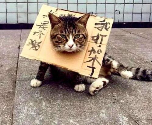 吵架时猫咪吃瓜