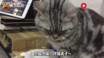 爱吃小馋猫吃瓜,揭秘美食背后的故事